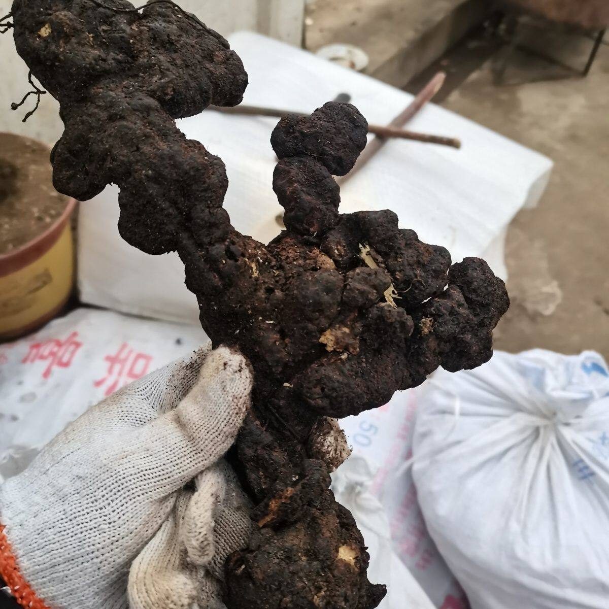 伏牛山采挖新鲜猪苓天麻种植 干猪苓 种植猪苓产量高 效益好