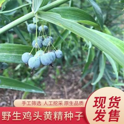 黄精种苗野生鸡头黄精老虎姜种幼苗鸡头根3年 苗种子伏牛山黄精苗