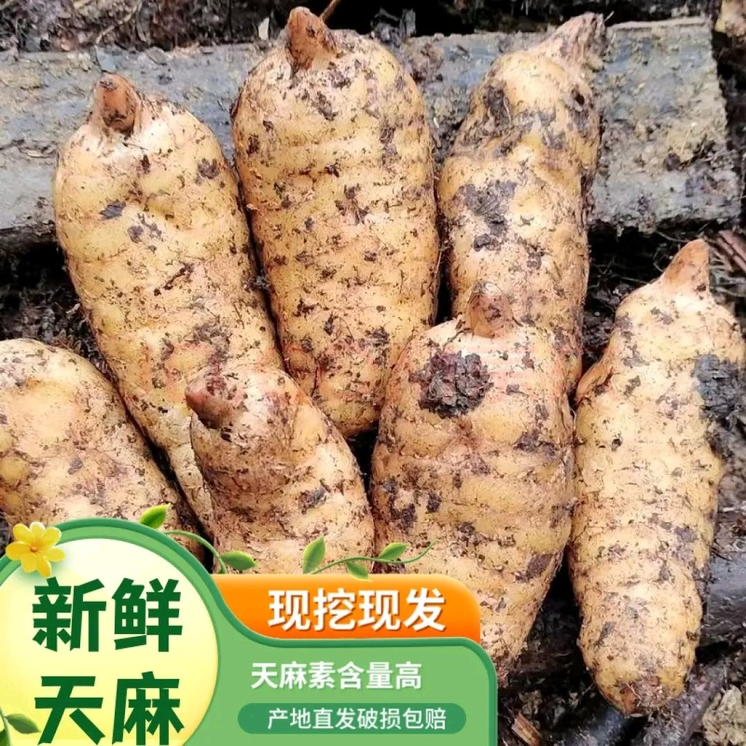 生天麻冬麻新鲜天麻生天麻干天麻非云南昭通小草坝天麻5-7个每斤