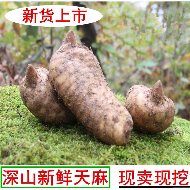 生天麻冬麻新鲜天麻生天麻干天麻非云南昭通小草坝天麻5-7个每斤