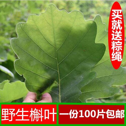 槲叶新鲜粽子高山野生菠萝玻璃