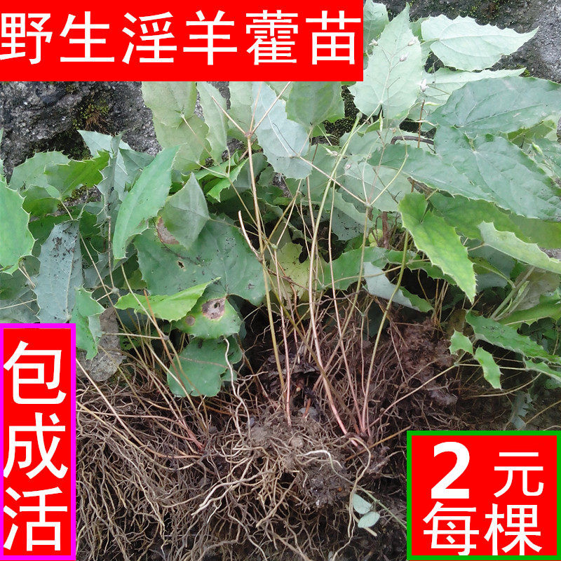 三枝九叶草价格 三枝九叶草图片 星期三