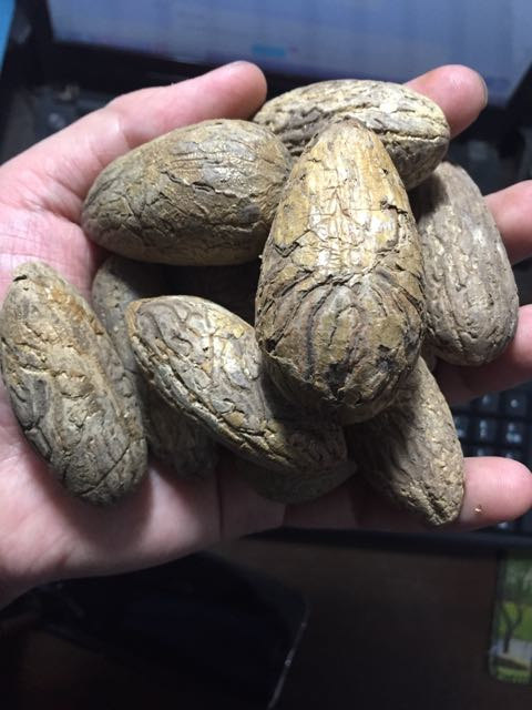 千眼菩提子 原籽 鳄鱼果原料果去坏籽 包邮