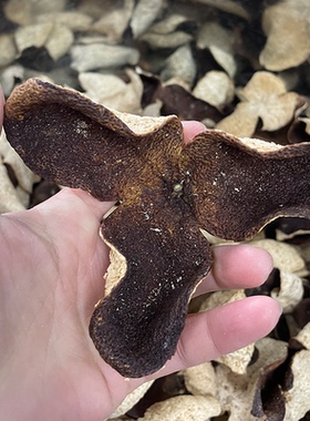 【2019年天马原枝大红皮】正宗新会陈皮干2019天马大红皮香气浓郁