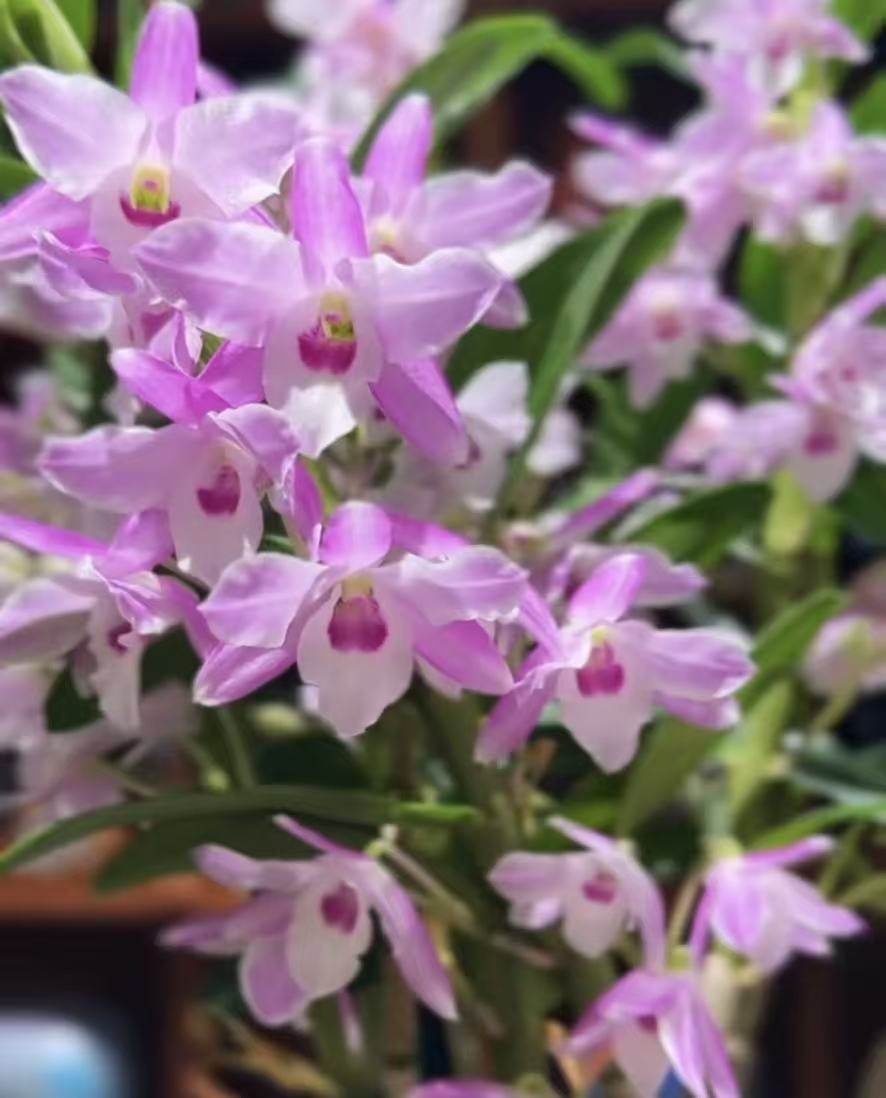 粉色梦幻春石斛花期长带花苞,鲜花速递/花卉仿真/绿植园艺,国兰/杂交兰/洋兰类,淘宝优惠券,粉丝福利购,淘宝优惠卷