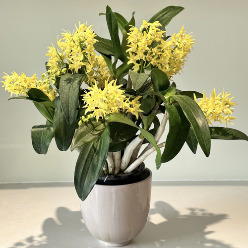 石斛兰【黄大明石斛】开花香花朵大串带花苞发货