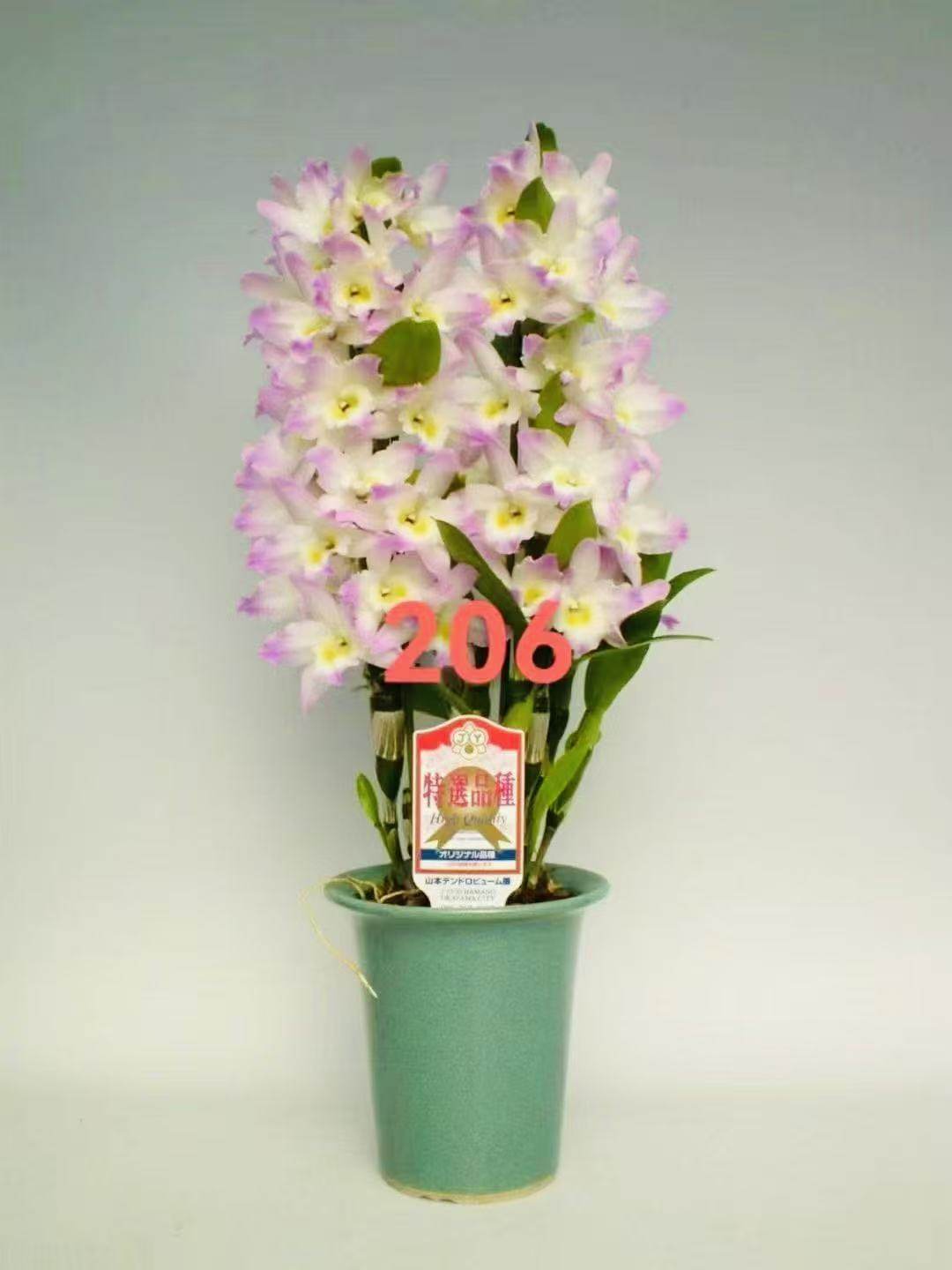 进口品种春石斛206带花苞