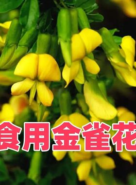可以吃的花金雀花苗盆栽阳雀花