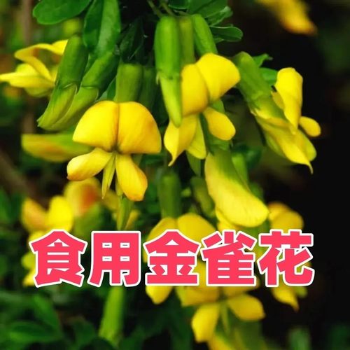 可以吃的花金雀花苗盆栽阳雀花