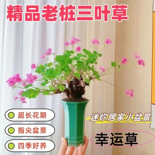 三叶草老桩小盆景红花酢浆草老桩掌中宝室内阳台盆栽花幸运四叶草