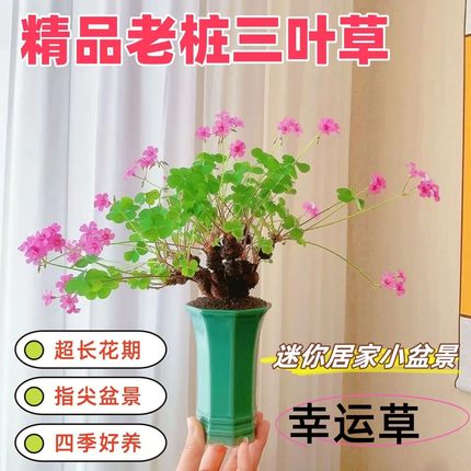 三叶草老桩小盆景红花酢浆草老桩掌中宝室内阳台盆栽花幸运四叶草
