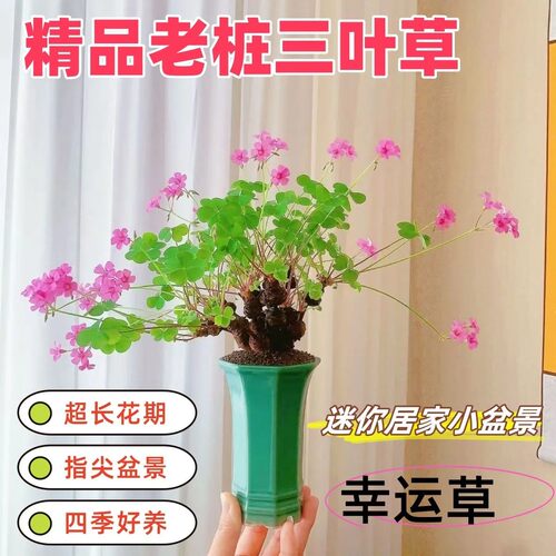 三叶草老桩小盆景红花酢浆草老桩掌中宝室内阳台盆栽花幸运四叶草