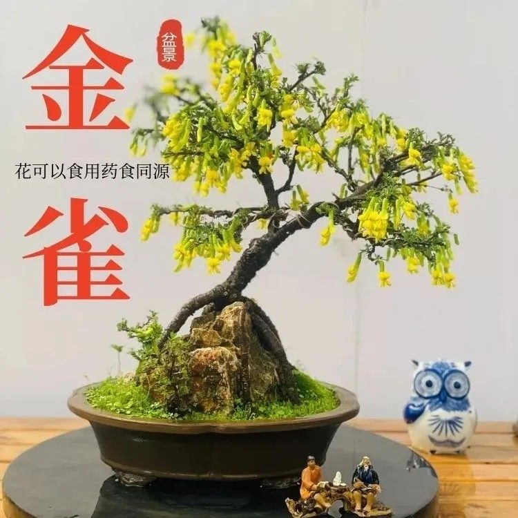 正宗可食用金雀花树苗阳台盆栽黄金雀老桩锦鸡儿阳雀花根云南新鲜