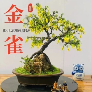 正宗可食用金雀花树苗阳台盆栽黄金雀老桩锦鸡儿阳雀花根云南新鲜