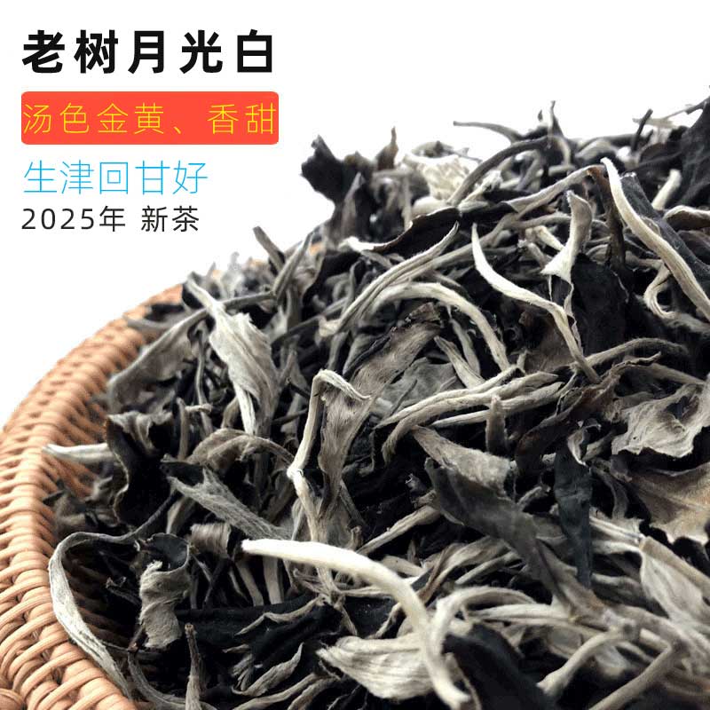 春茶云南月光白茶不苦澀