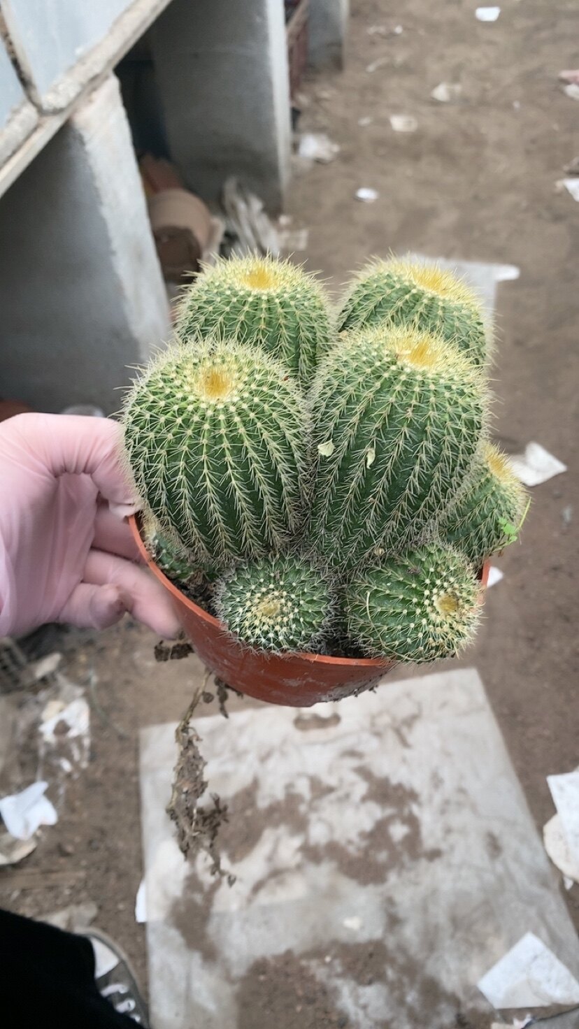 多头金冠仙人球