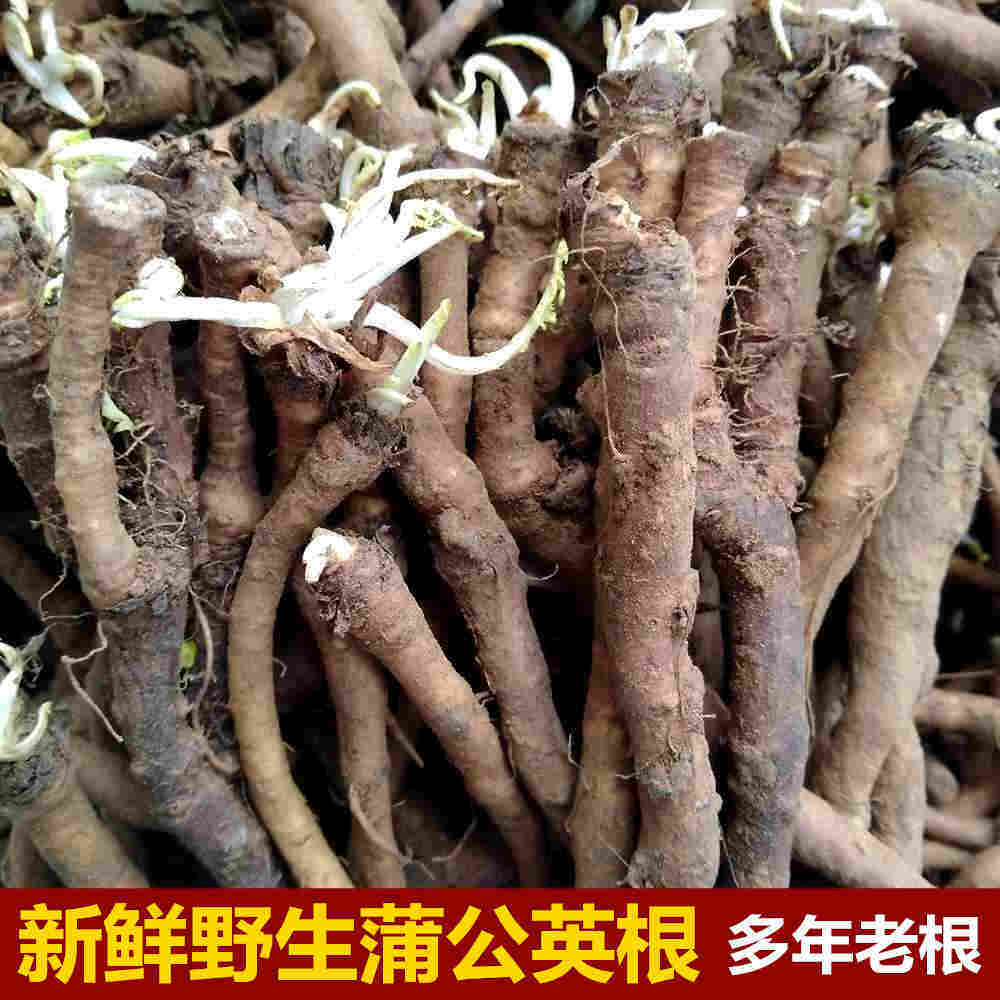 新鲜蒲公英根茶婆婆丁根种子苗野生黄花苗凉茶食材500g包邮