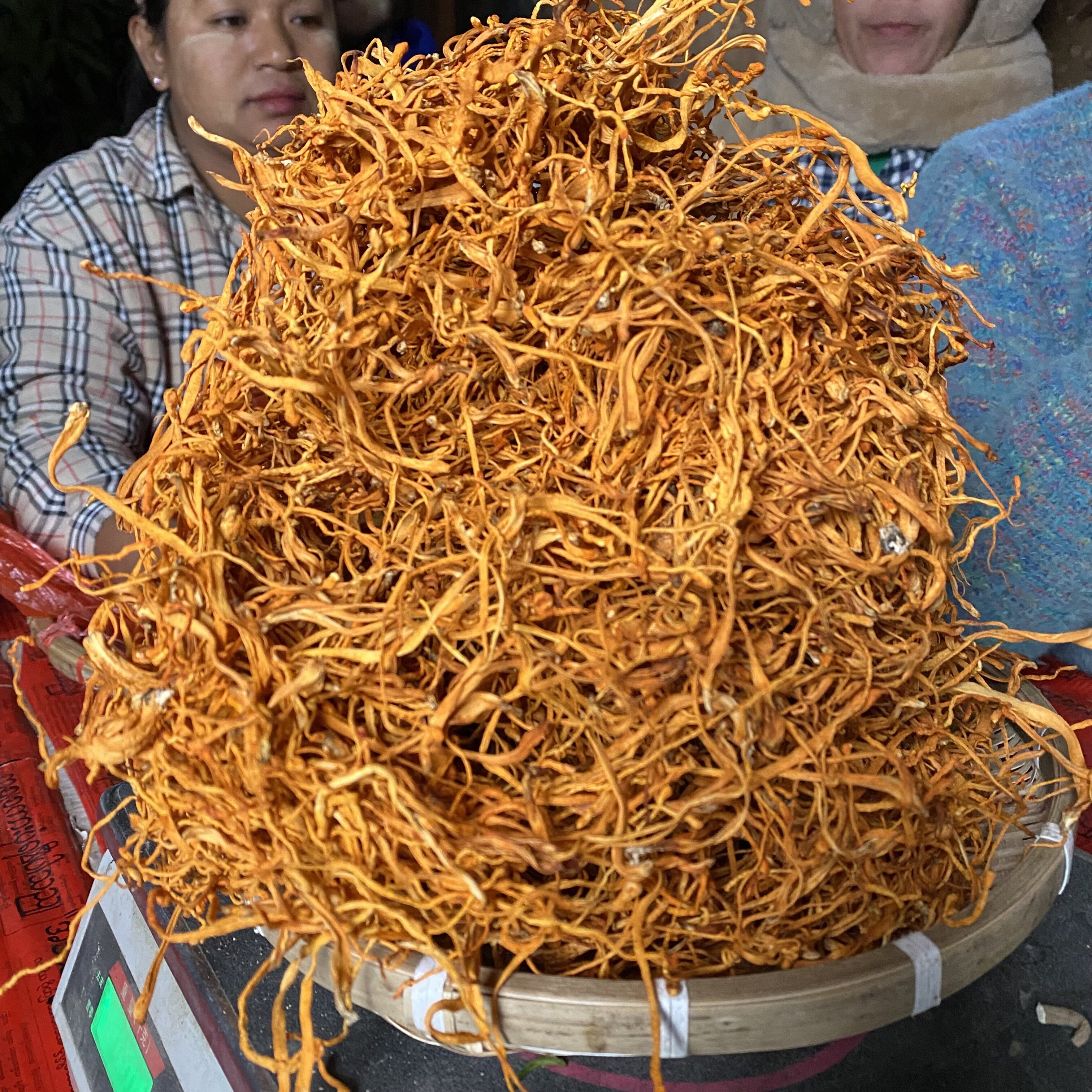 缅甸野生[虫草花]