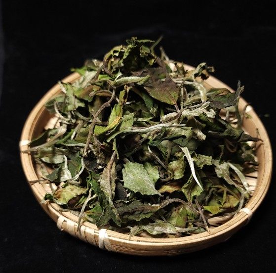 花香白云南白茶2023高山白茶汤香浓郁汤甜花香明显山野韵耐泡