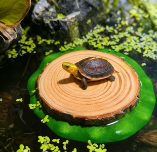 乌龟晒台浮木用品巴西龟爬台龟缸造景龟箱爬坡水族箱浮岛晒背台
