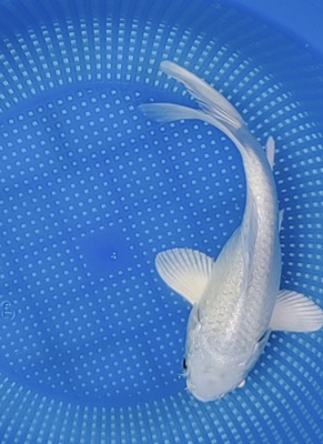 880号，短身球体白蝴蝶鲤，缎面石膏白，仅此一条大胖短尾，16cm