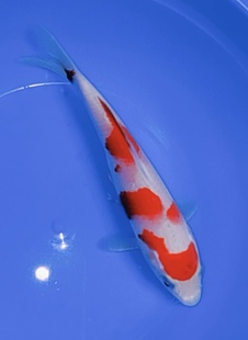 金属感红白 富士丸顶三段红白 三段表现 推介超绝头版 359号