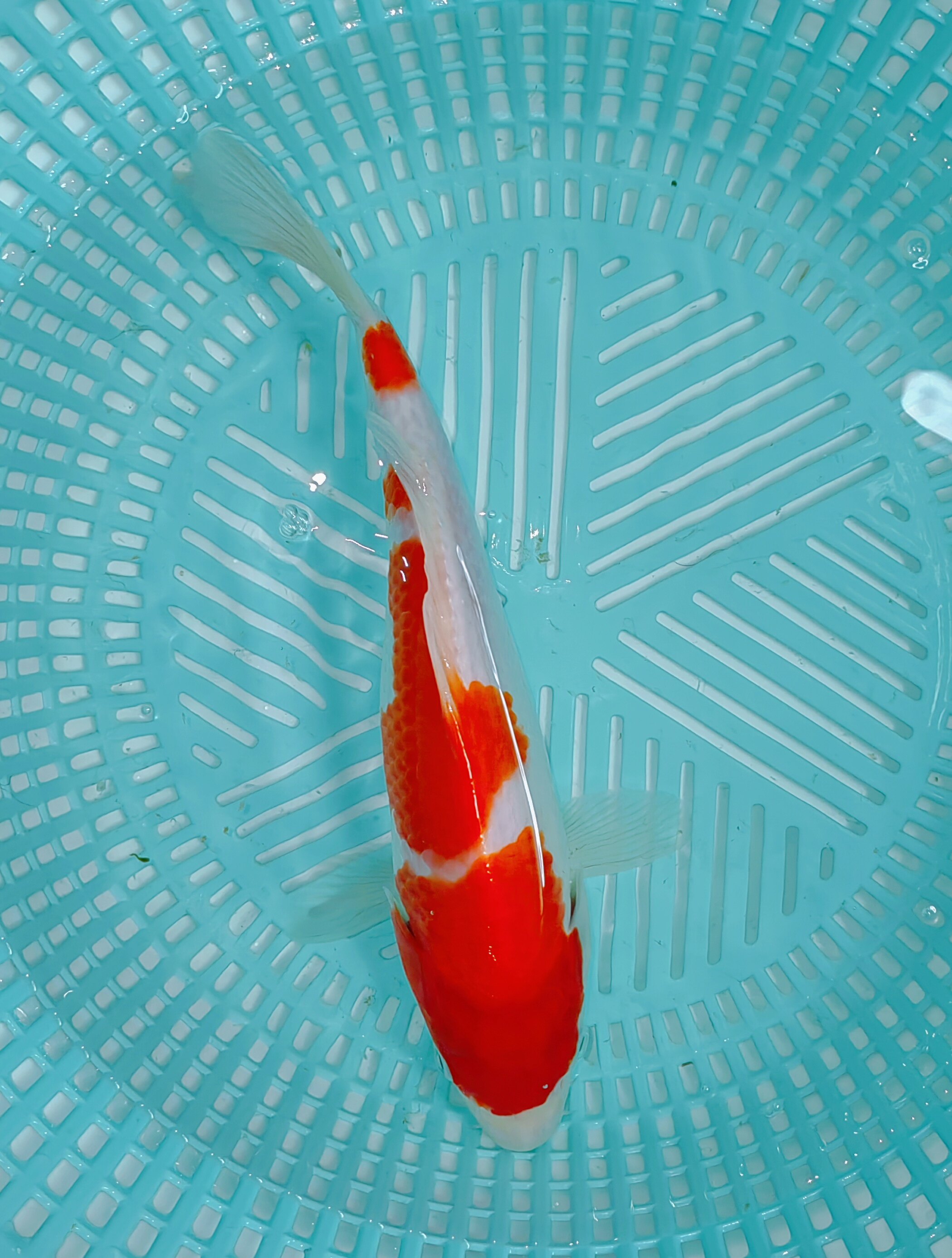 留养级桃太郎血统四段红白,27公分左右大骨架