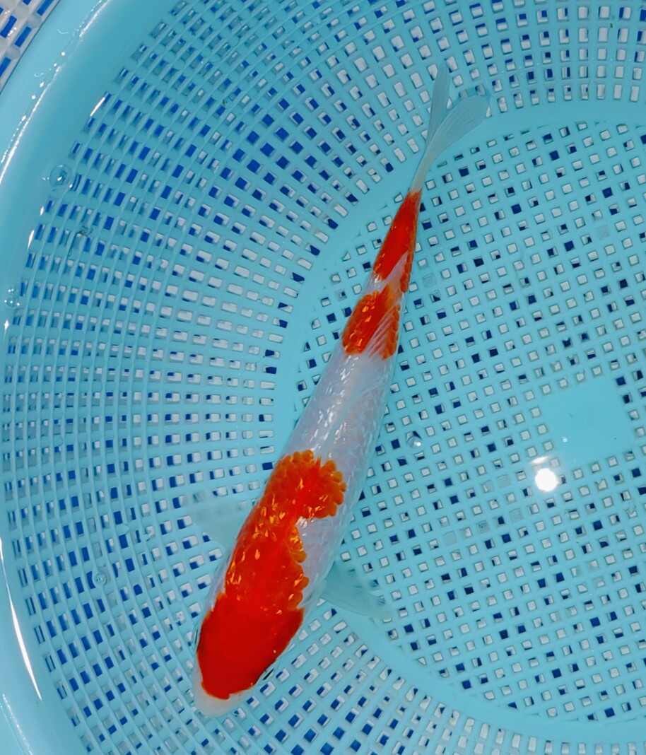 推介桃太郎血统银鳞三段红白,分段清晰