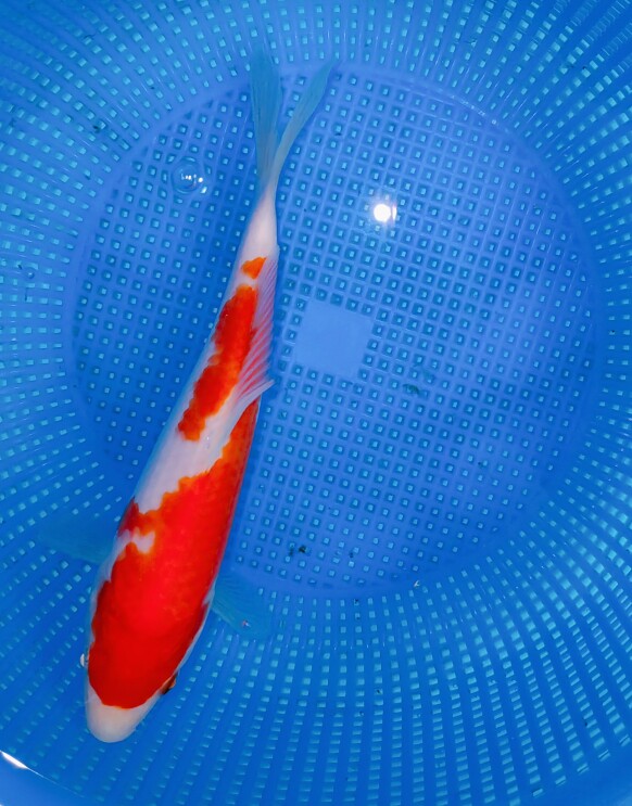 留养级桃太郎血统大闪电两段红白,三不过头版