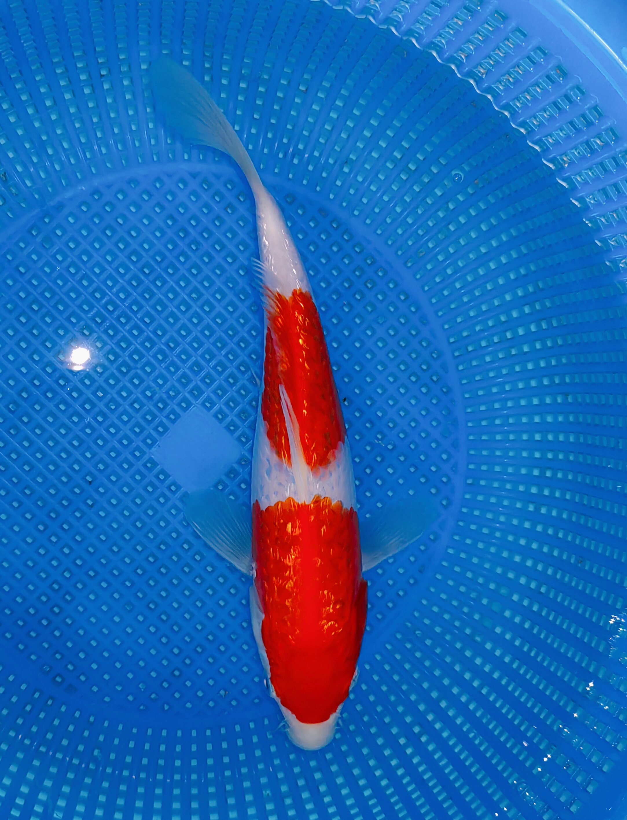 强烈推介桃太郎血统银鳞两段红白,分段均匀清晰