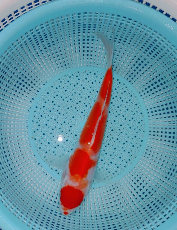 推介推介桃太郎血统丸顶闪电纹三段红白,大骨架