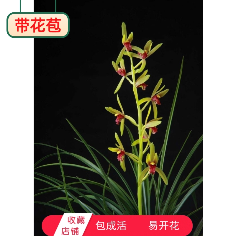 惠兰浓香品种赤玉 蕙兰红素兰花苗花大出架易开花包成活植物花卉