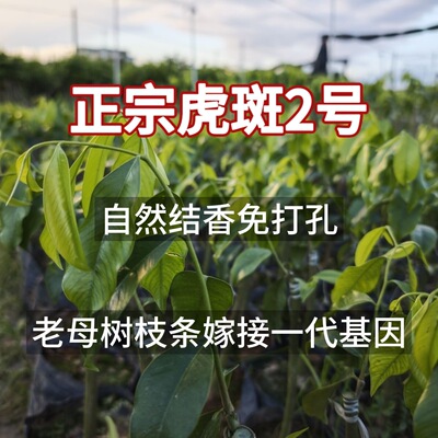 虎斑二号嫁接奇楠沉香树苗