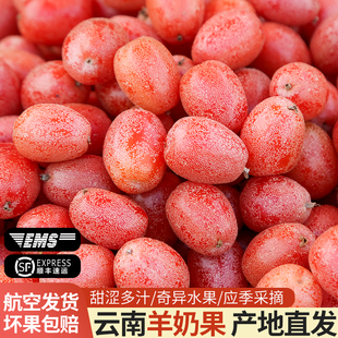 云南甜羊奶果新鲜洋奶密花胡颓子水果腾冲时令牛虱子野生薄皮大果