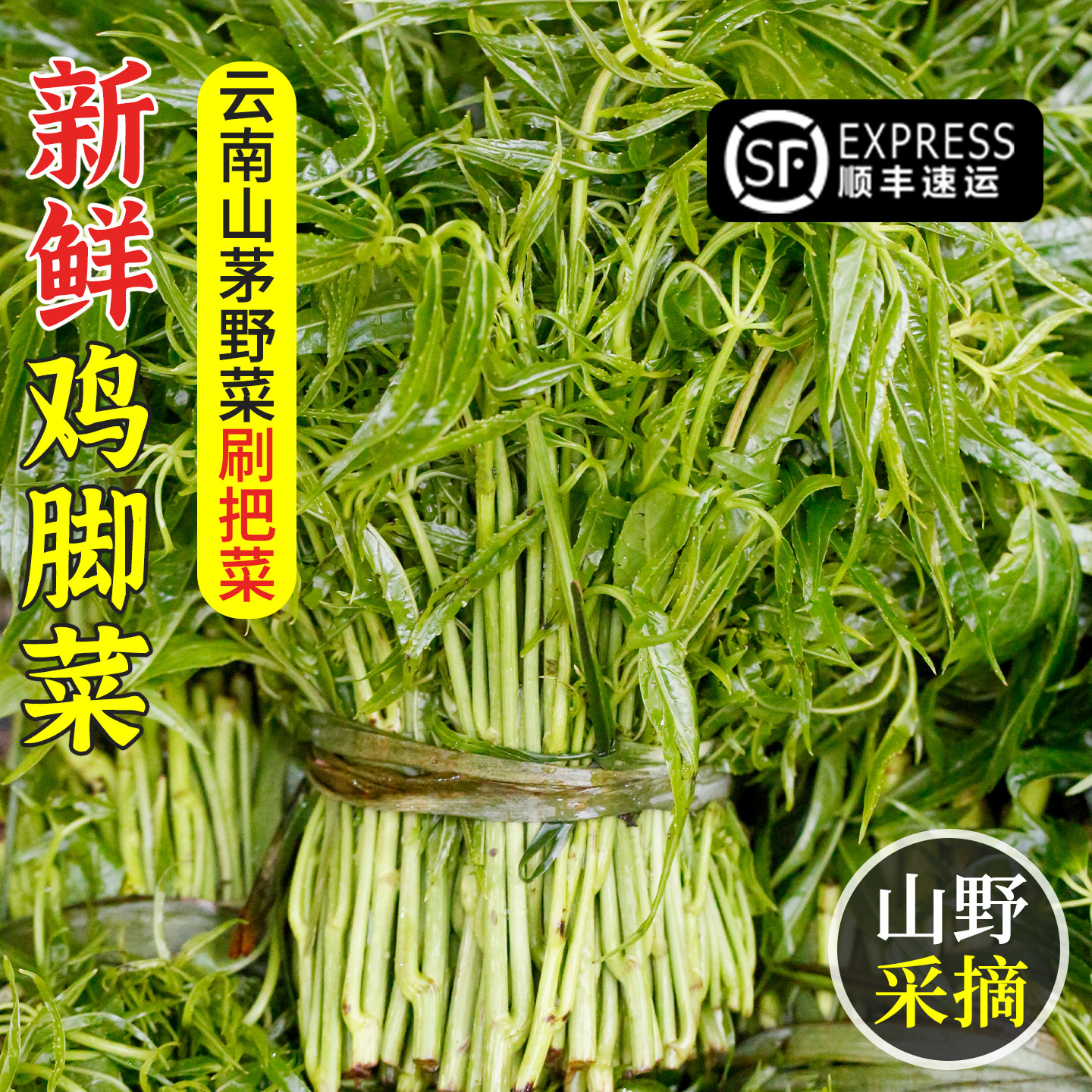 云南鸡脚菜新鲜嫩芽现摘菜叶农家德宏傣族刷把火镰菜野菜刷帚菜