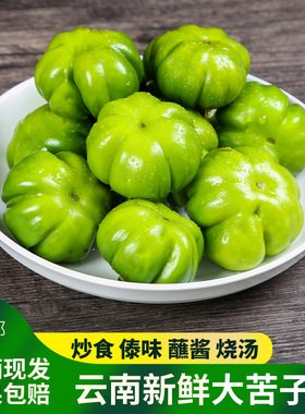 苦子果云南野菜当季蔬菜新鲜食用腾冲洋苦茄子苦味德宏特产傣味