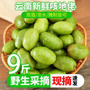 腾冲克地老云南新鲜现摘咳地佬青果云南野生咳地佬泡酒诃子克地佬