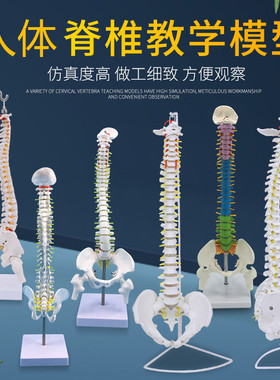 医学人体脊柱模型人体骨骼大脊椎成人1:1带颈椎胸椎尾椎椎骨骨盆