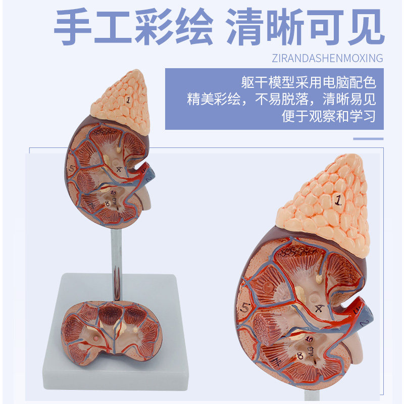 肾脏模型 肾带肾上腺模型 自然大肾模型 肾脏结构 泌尿科肾科肾脏