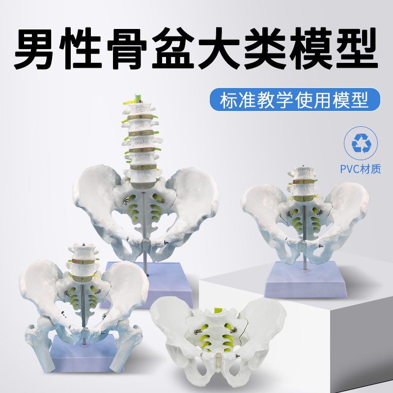 教具男性骨盆及五节腰椎教具