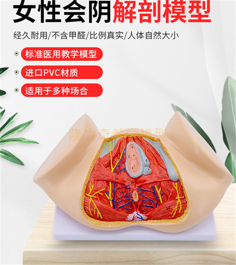 女性会阴解剖模型生殖器解剖