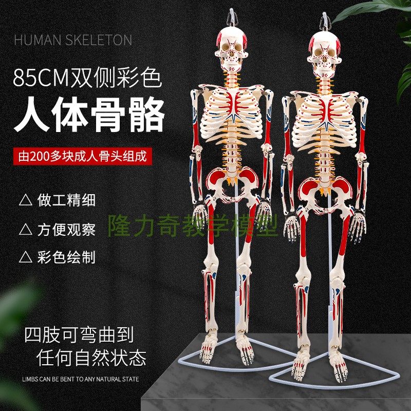 蓝蝶模型小白骷髅架双侧着色骨骼