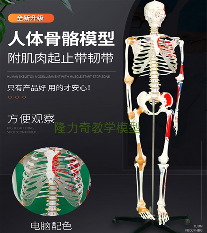 正品 人体170cm 骨骼附肌肉着色及韧带骨架标本骨骼模型医学教具