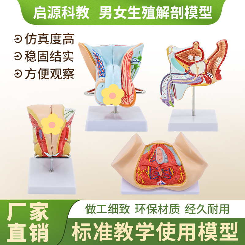 蓝蝶模型生殖解剖教学