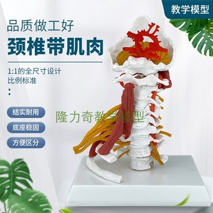 高级颈椎带神经肌肉骨骼模型 颈椎颈动脉后枕骨椎间盘与神经模型