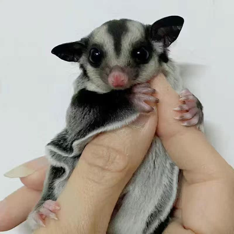 蜜袋鼯幼崽活物澳洲蜜袋鼯飞鼠网红小宠物白脸马赛克普色蜜袋鼯