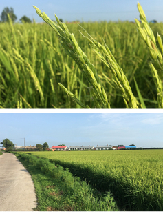 稻花香大米长粒香铁杆香型东北黑龙江五常水稻种子满百包邮