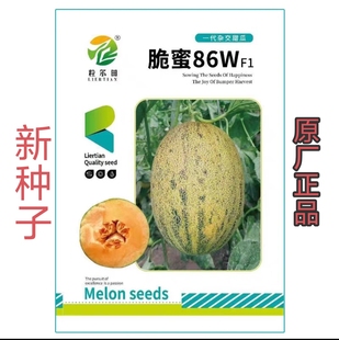 86哈密瓜种子黄皮覆斑点网纹瓜 肉质松脆蜜甜哈蜜瓜种子 大棚用种