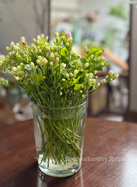茉莉｜出口北欧简约敞口花瓶蝴蝶兰套盆茉莉郁金香水仙专用花瓶