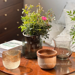 绿植套盆合集2 文心兰梦香兰蝴蝶兰多肉绿植兰花家用玻璃花盆